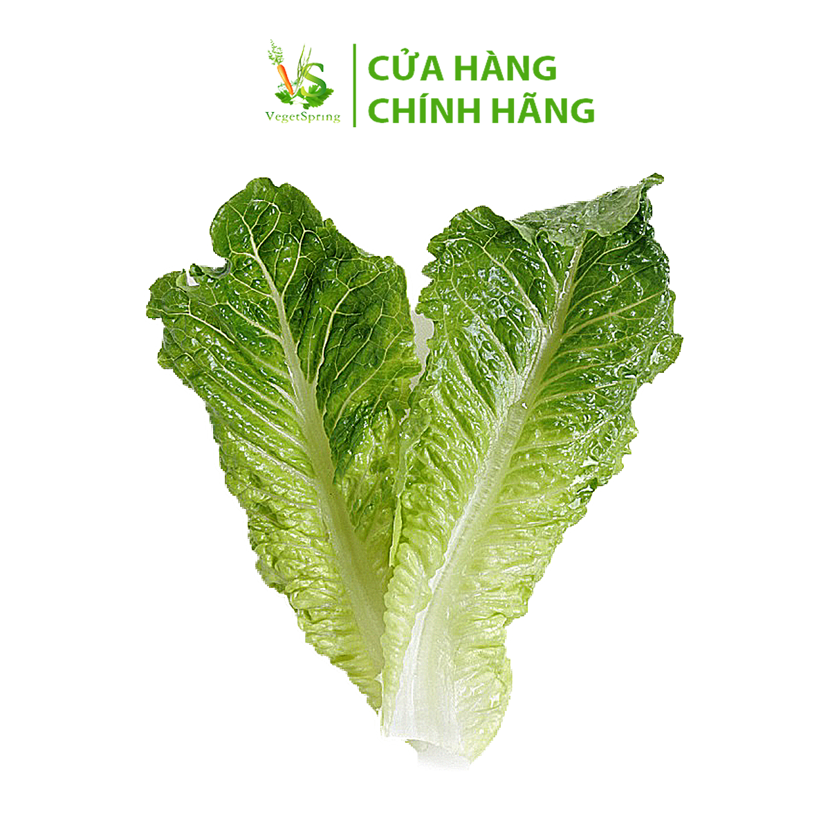 Rau Xà Lách Đà Lạt Làm Sạch 100g